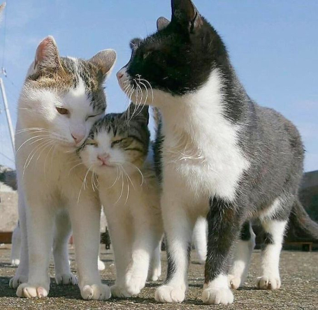 cat-family-day.jpg
