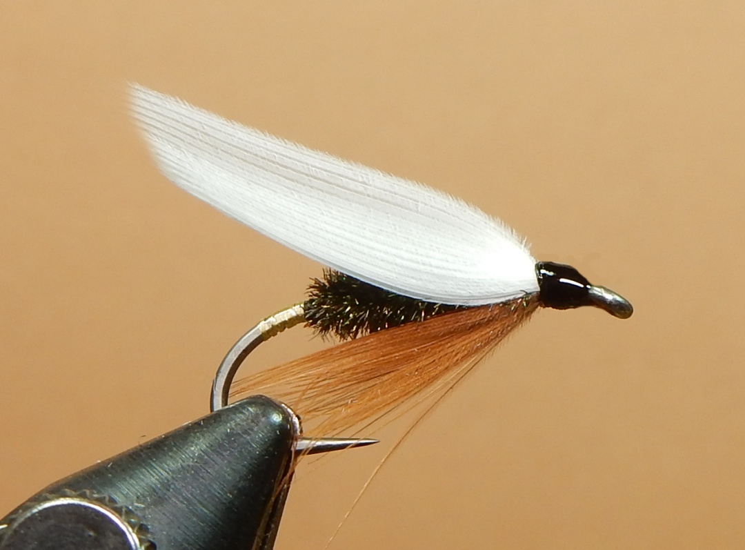 Coachman-1080.jpg