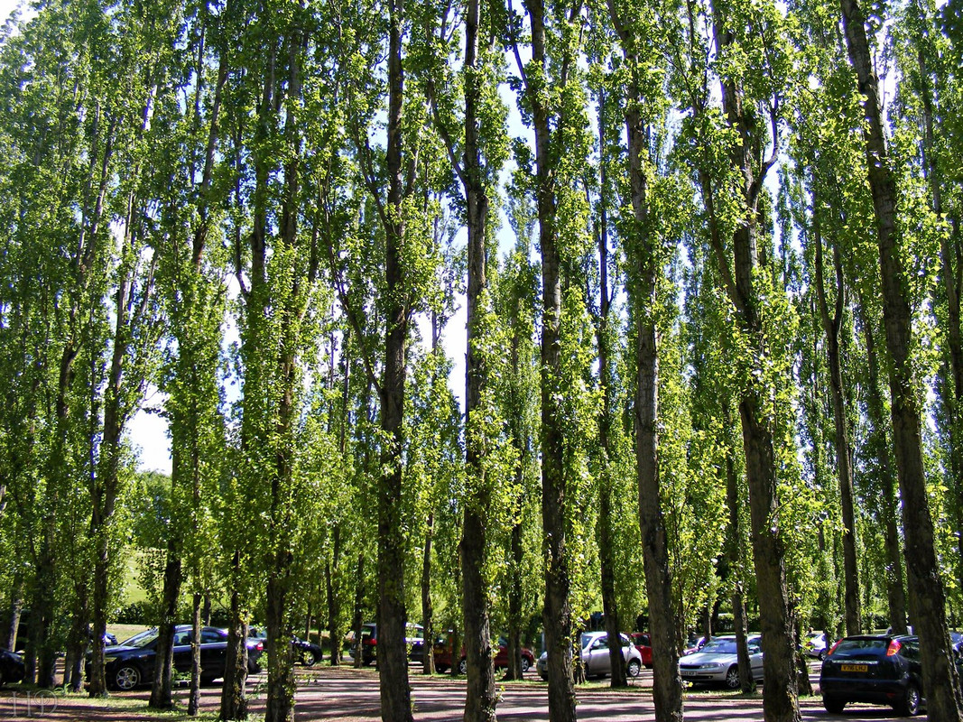 Trees-tall-stanb-HD.jpg