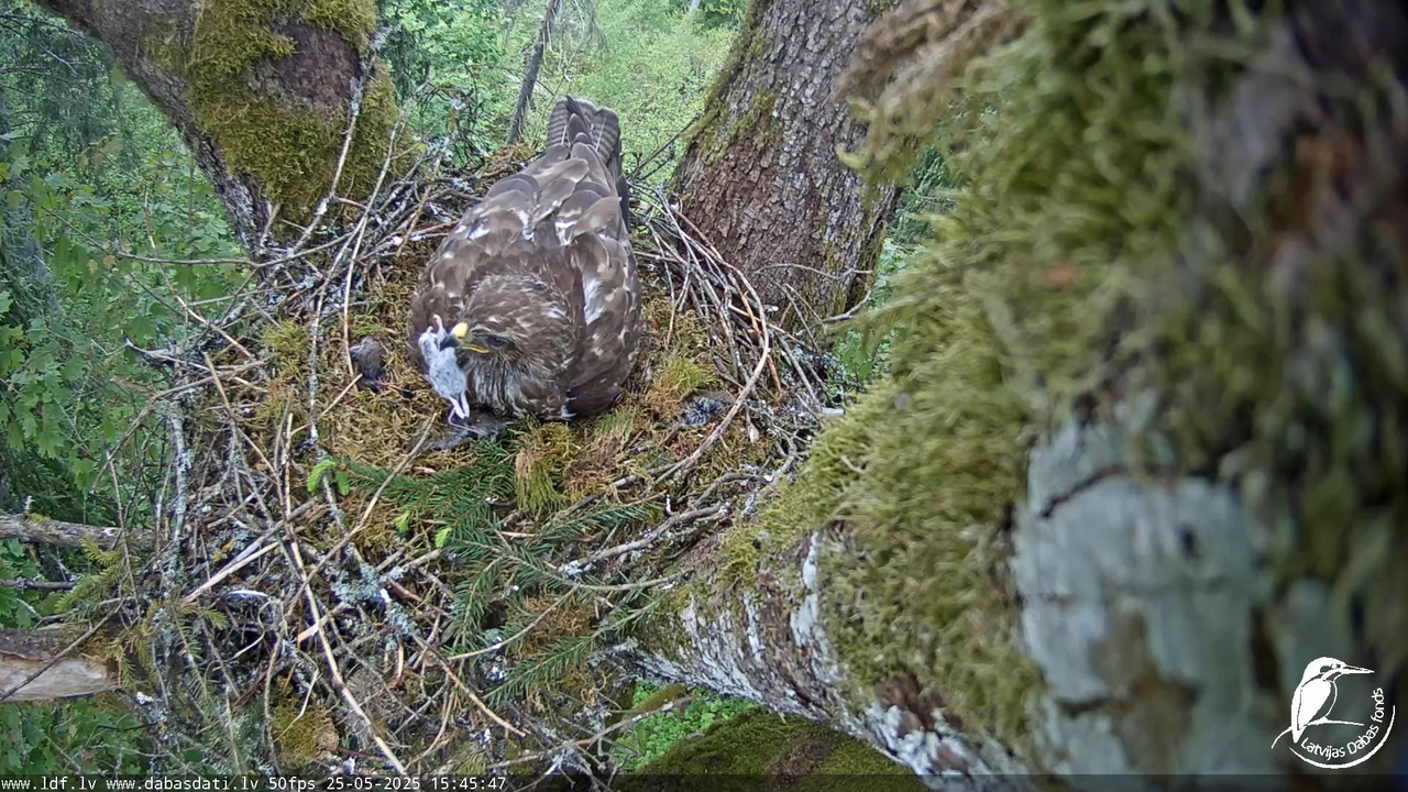 Melnās klijas (Milvus migrans) Kurzemē_ peļu klijāni (Buteo buteo) 12-19-2 screenshot