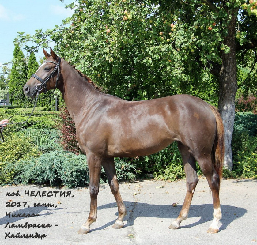 Челестия--1024x977