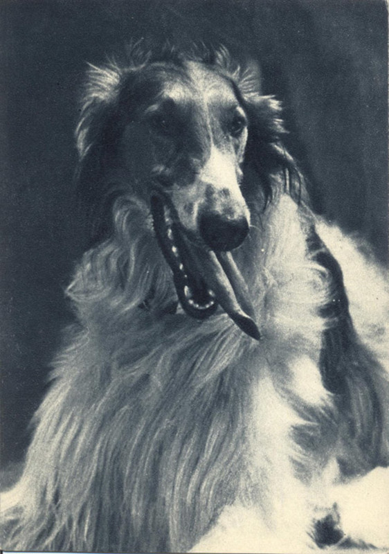 Борзая 1969 Планета 8