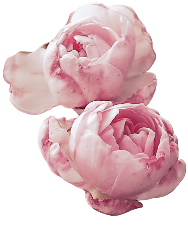 Pink Roses 1