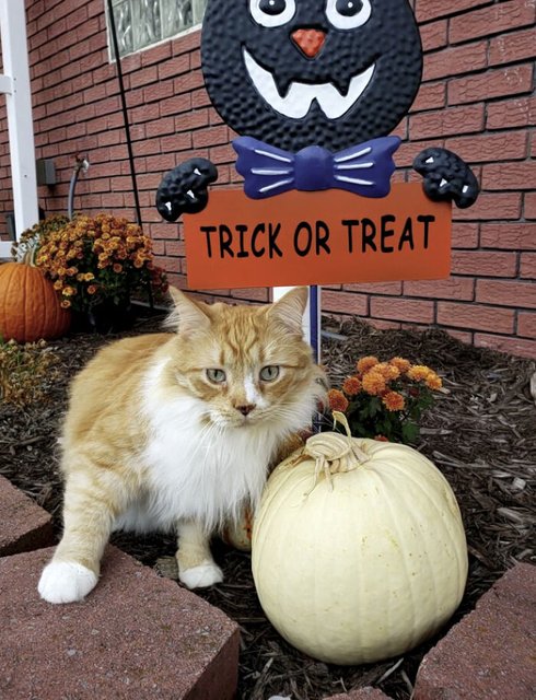 Cat-Halloween-photos-of-the-cats-entered-in-our-annual-photo-competition-6703bf5ed2319-png-700.jpg