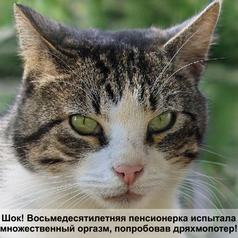 как одевать шлейку на кошку