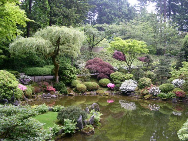 Лучшие сорта маленького японского дерева для сада.