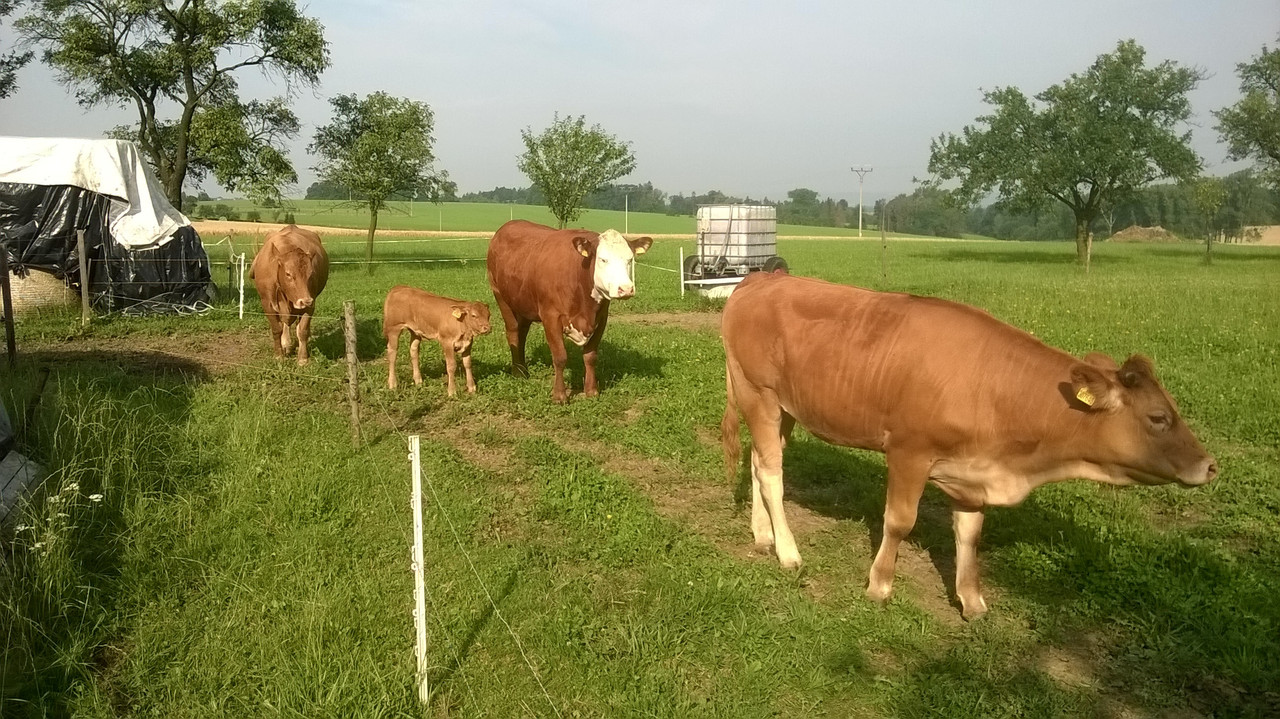 WP_20160723_08_12_44_Pro