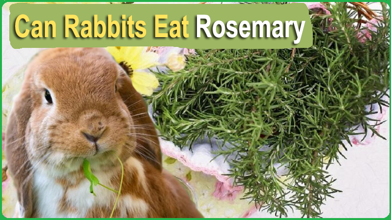 Can Rabbits Eat Rosemary (Stems + Leaves)? Guide for Pet Owners