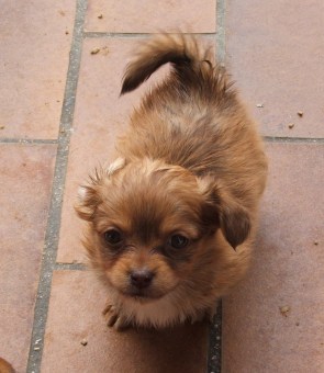 [Image: Poucinette1.jpg]