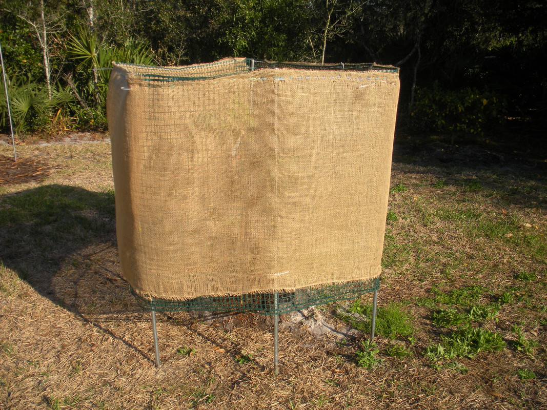 Lychee Mauritius  2-21-11 006