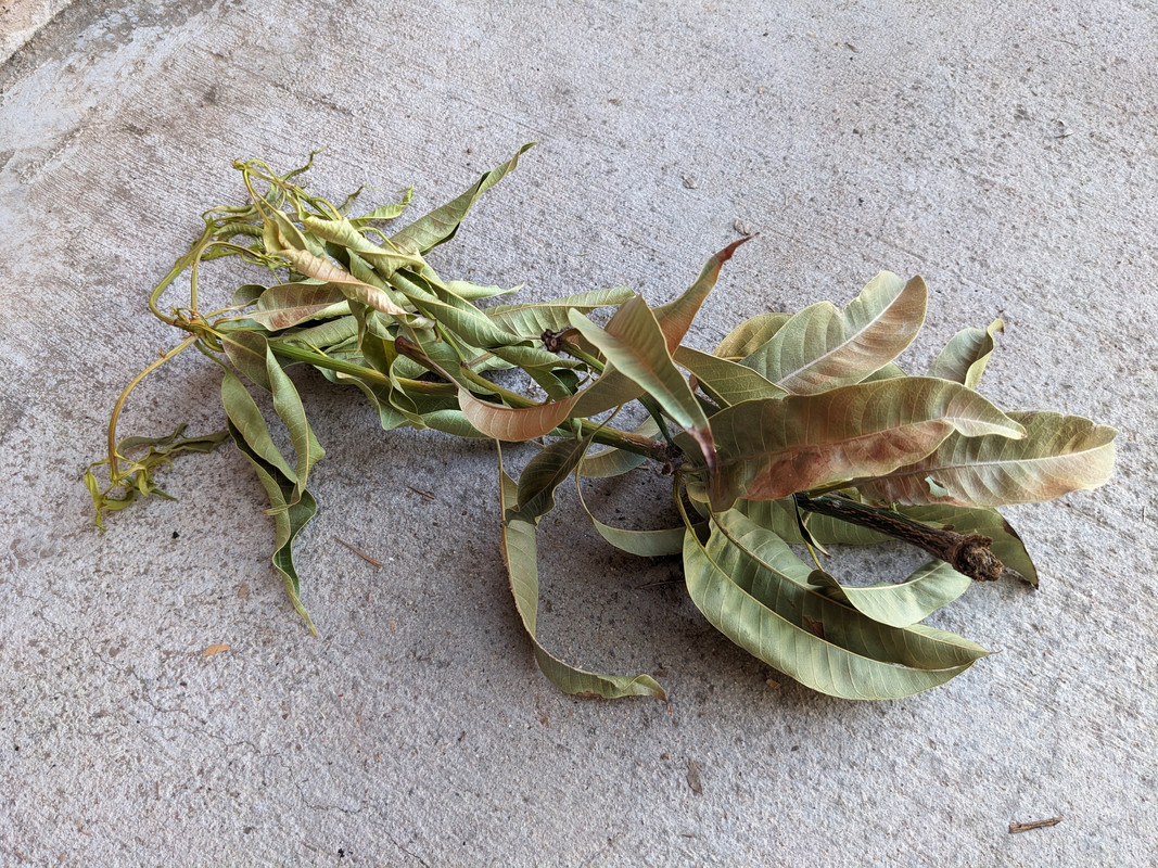 PXL_20240711_014232633