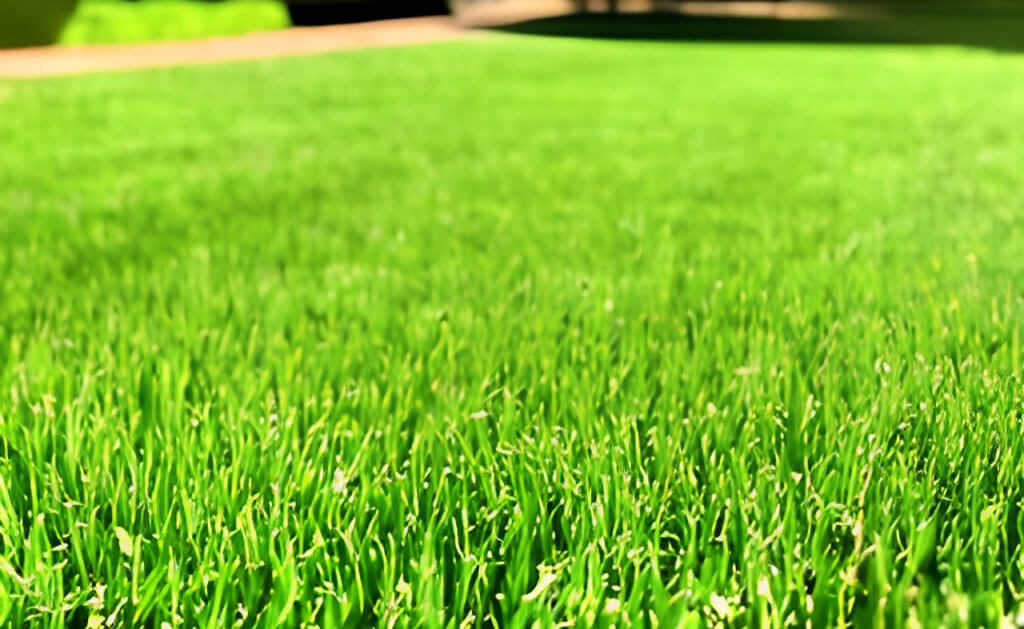 Dry grass