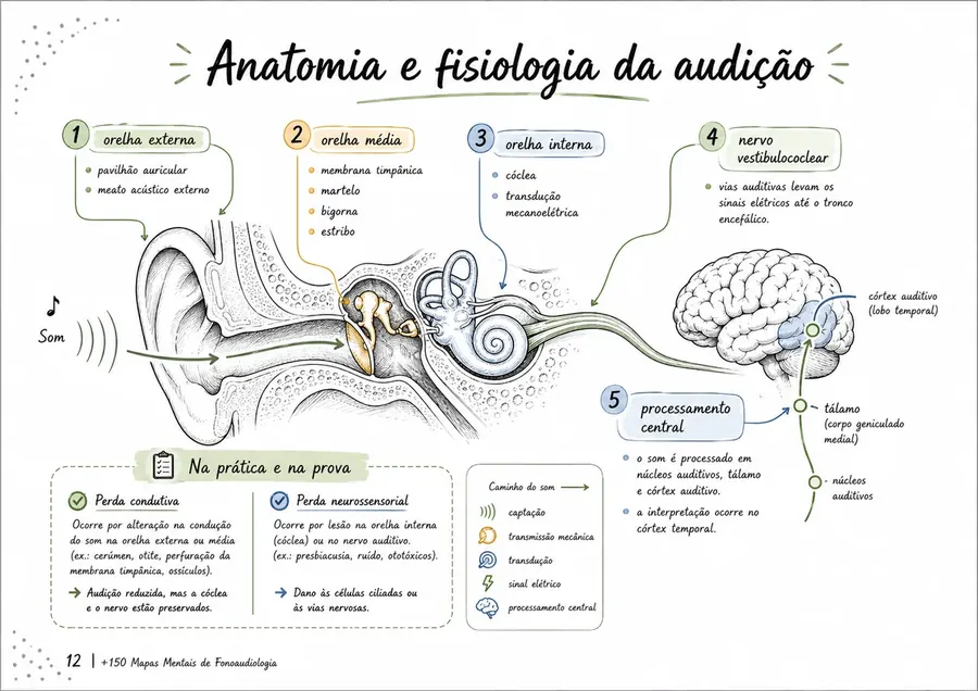 Exemplo de mapa mental de Fonoaudiologia do MapaFono