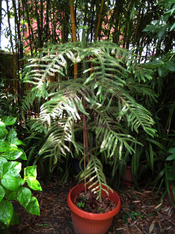 Araucaria heterophylla
