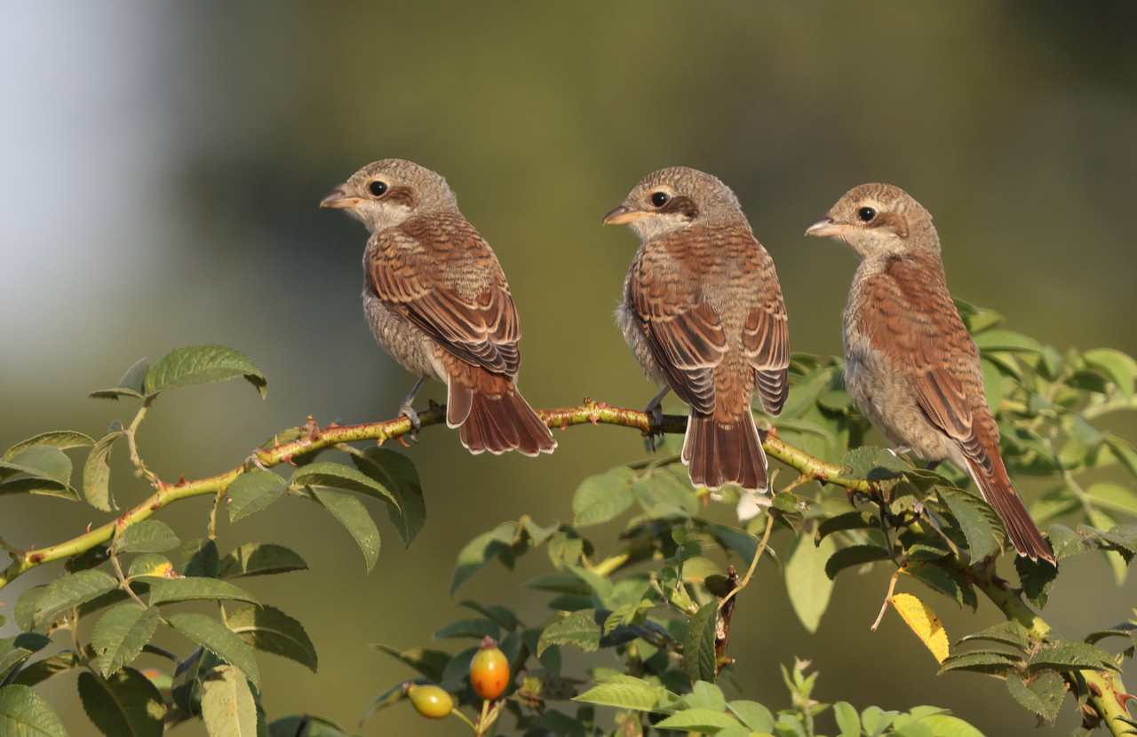 Drie jonge grauwe klauwieren op de uitkijk waar moeders blijft met eten.