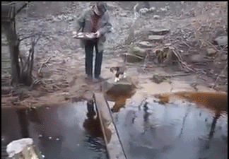 Funny-Cat-GIF-Clever-cat-Better-do-my-silly-walk-instead-of-getting-wet-paws-Because-I-hate-wate.gif