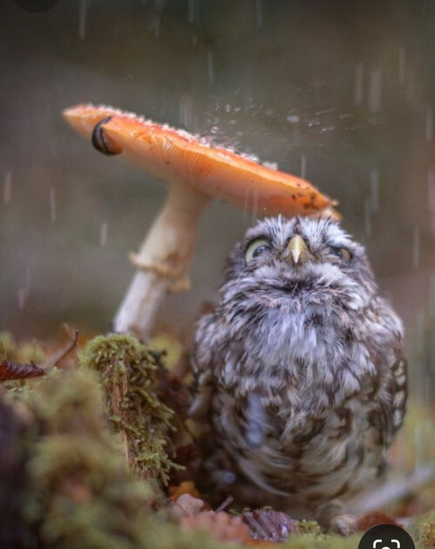 Screenshot_20231112_210651_Pinterest