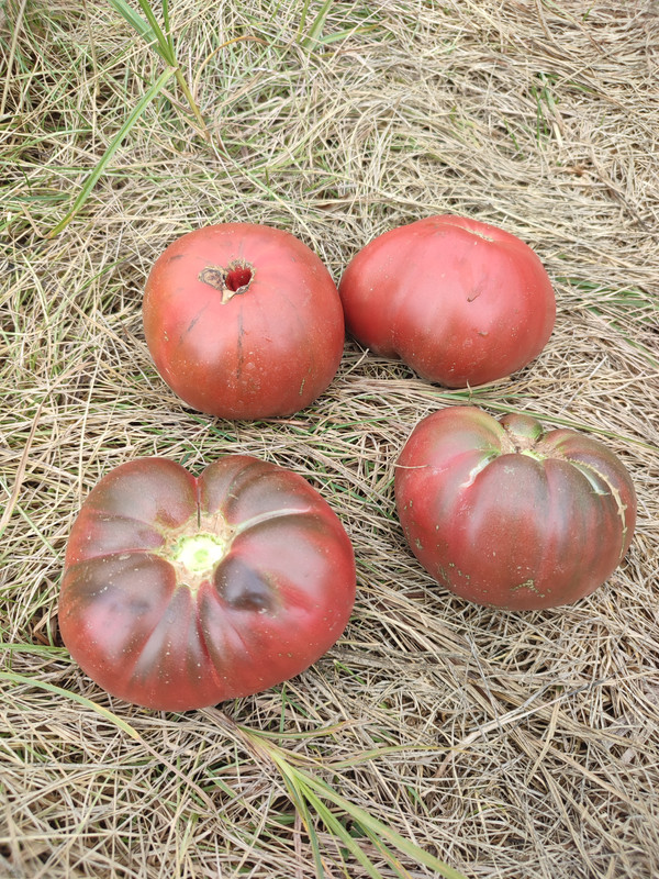 [Слика: IMG-20220813-101456.jpg]