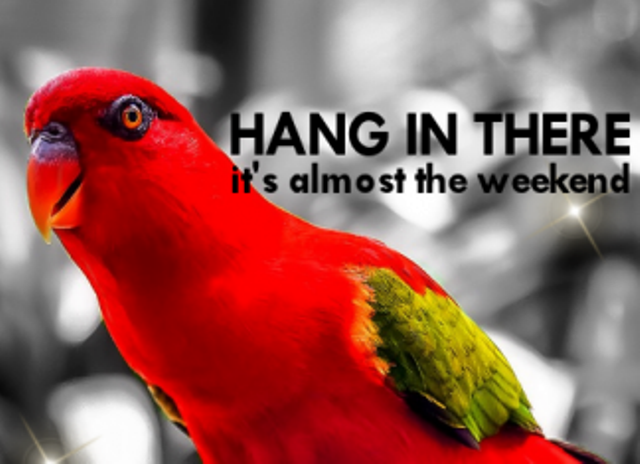 Almost_Weekend_Parrot