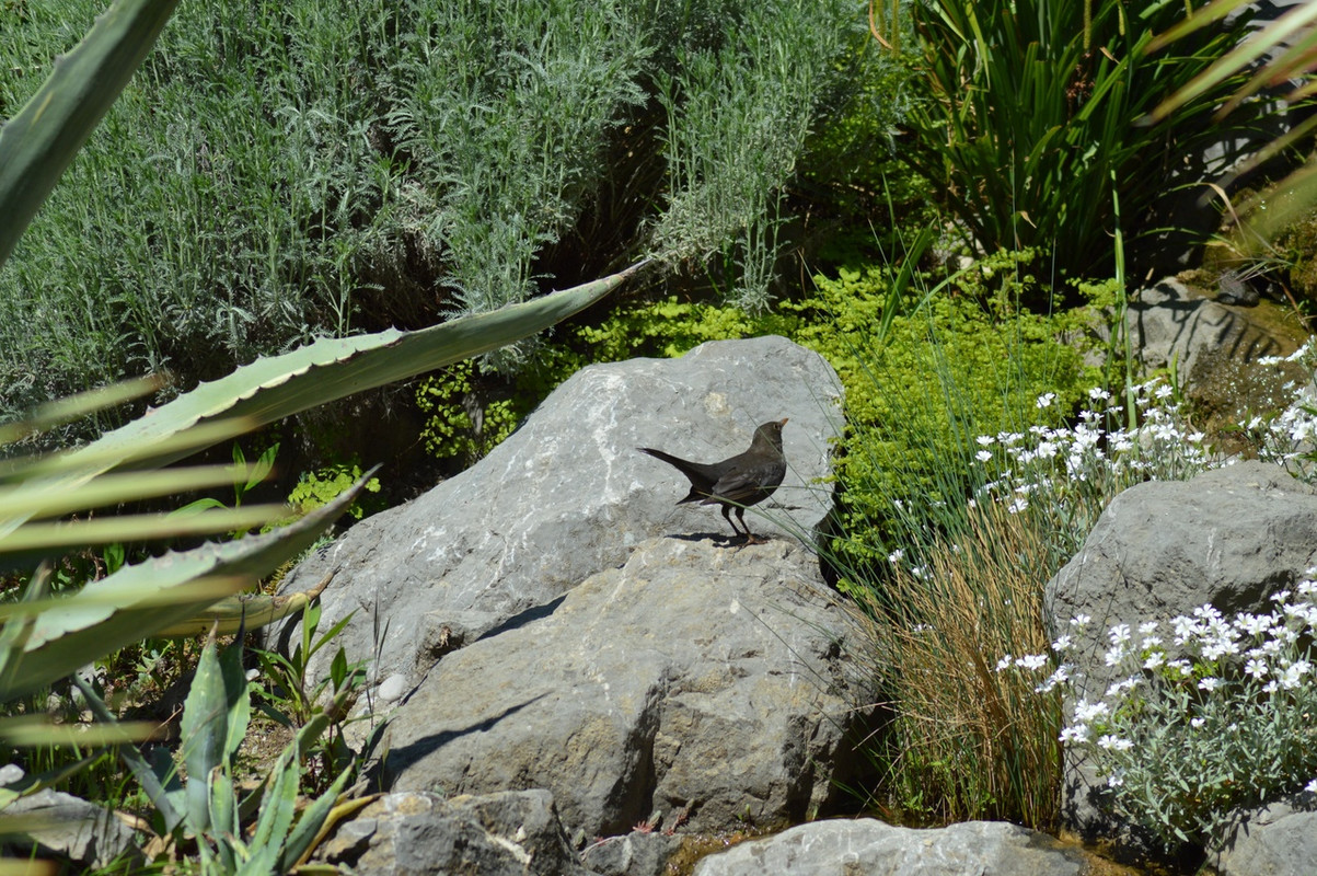 дрозд в камнях3