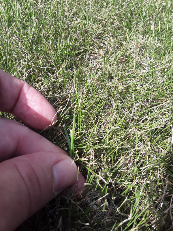 Is this from lack of water? | Lawn Care Forum