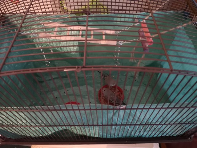 [Image: IMG-20200926-081631-resized-20200926-081708435.jpg]