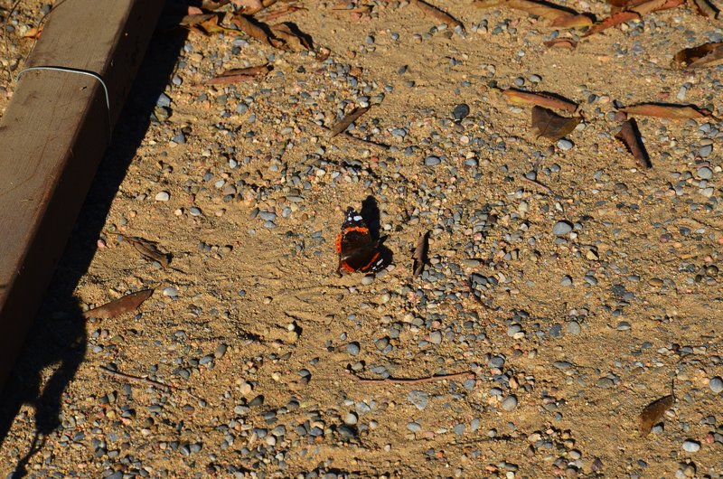 PALS-21-11-2017 - Gerona y sus pueblos-2016/2017 (45)