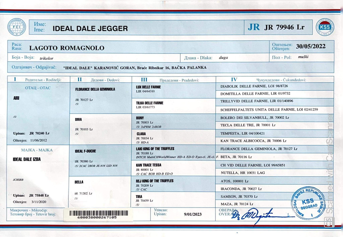 Lagotto Romagnolo stud male Jegger – JCAC & BOB show titles, Ideal Dale Alabama USA