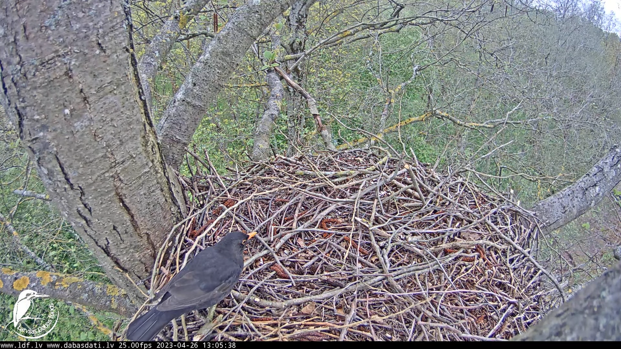 Vistu vanags (Accipiter gentilis) Rīgā - LDF tiešraide __ Goshawks, Riga, Latvia 10-57-38 screenshot