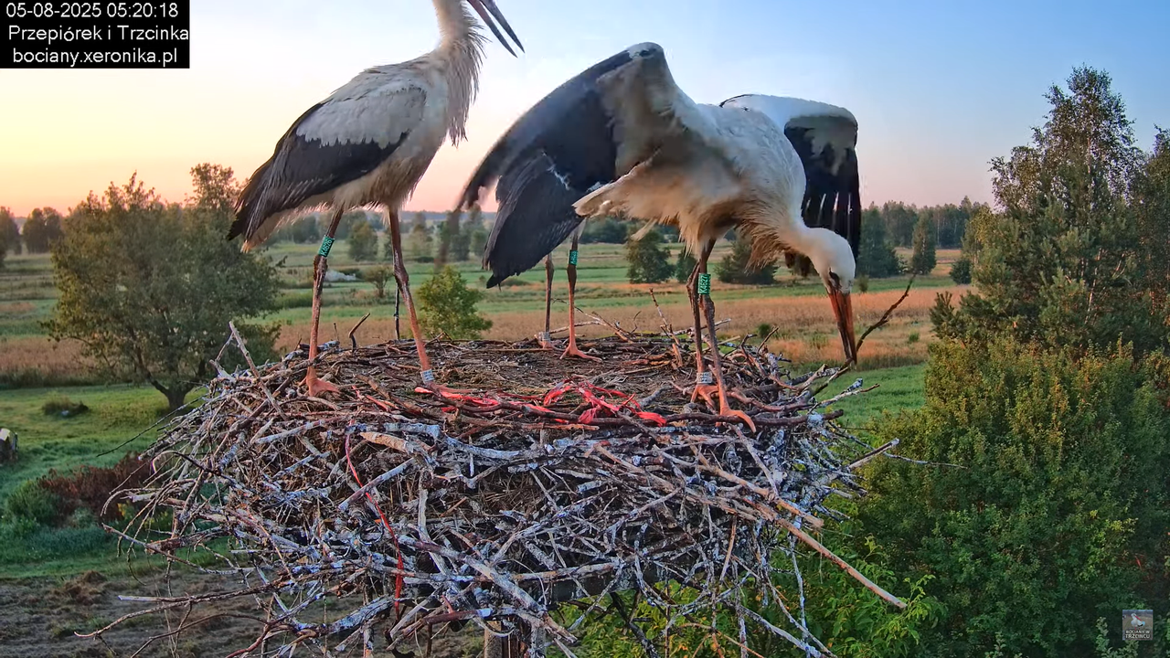 05082025bociany1