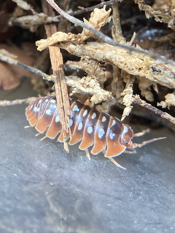 005EDAE9-3AB7-41AA-A077-2F7661514953