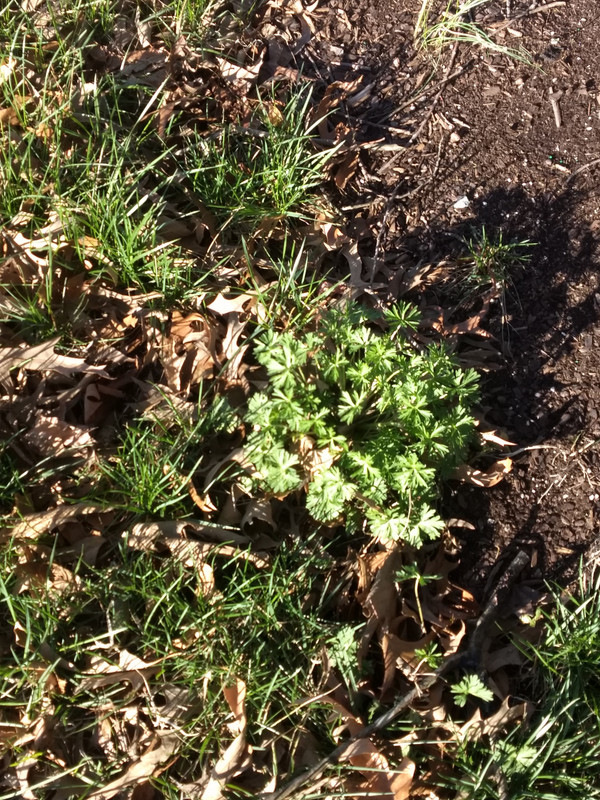 IMG_20180302_163153847