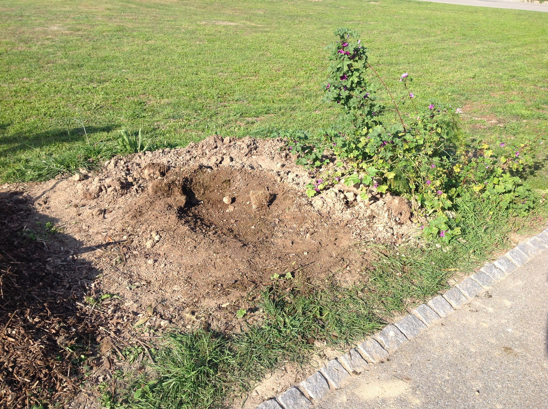 Kompostmiete Aus Drei mach Eins 3.Okt. 2015 (7)