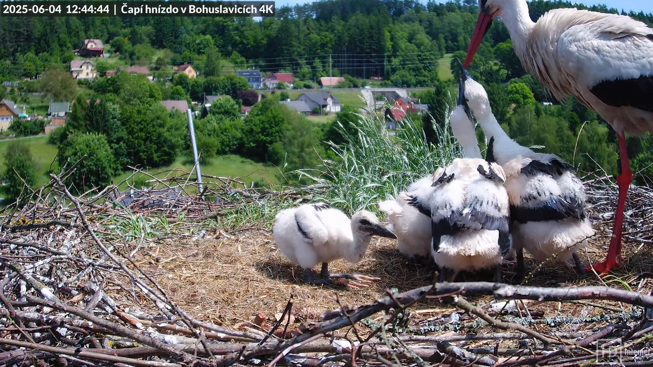 Tiešraide no KARA uzņēmuma stārķu skursteņa Bohuslavicē netālu no Trutnovas 8-25-43 screenshot