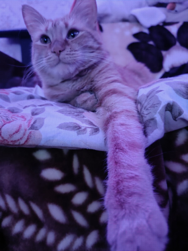 IMG 5d347f9b837671eee948db7e665b44ae V