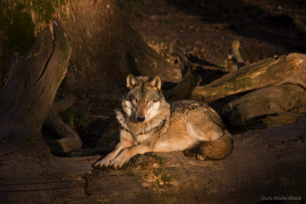 springe-15-wolf-009-by-dark-wolfs-stock-d8n3j6i-fullview.png