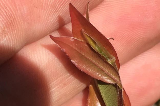 new_growth