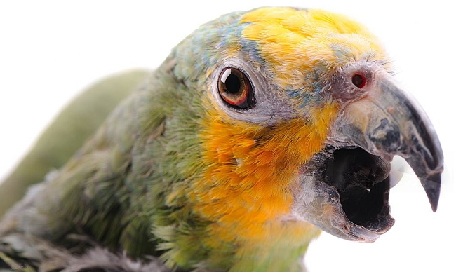 Coughing in Parrot