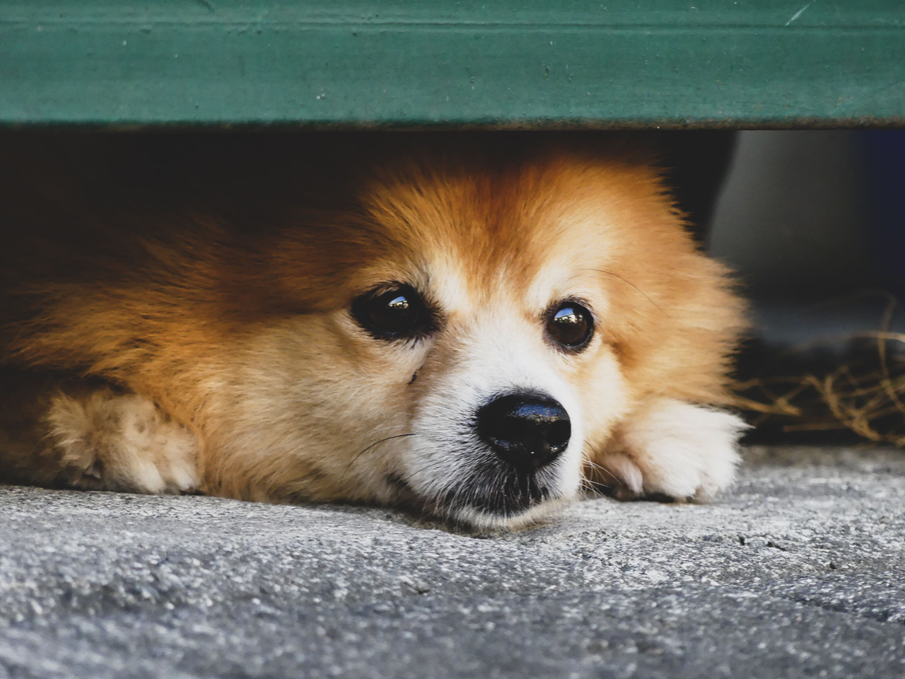 Ostéopathie et anxiété/stress chez le chien : bases physiologiques, approche clinique et perspectives thérapeutiques