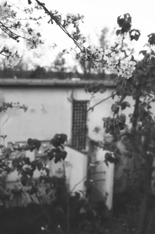 flowers in front of an abandoned building.