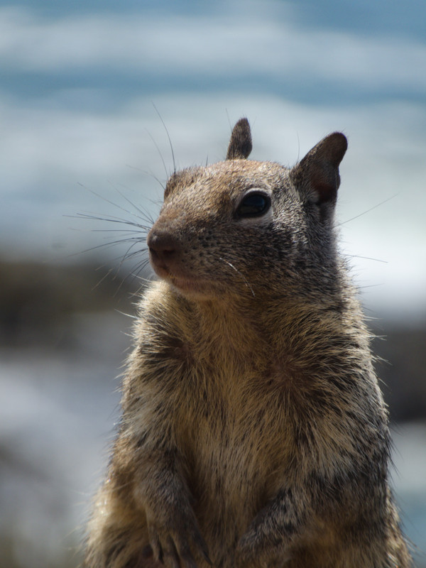 A close-up picture of a chipmunk.