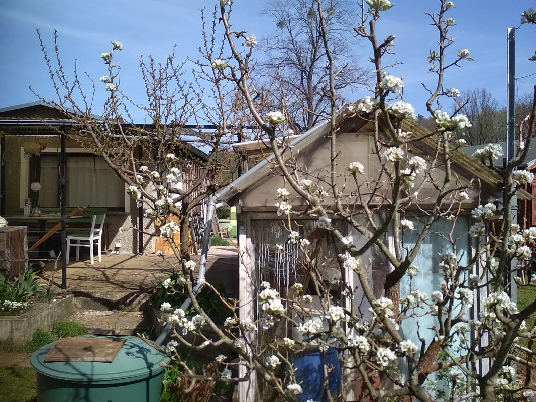 200411_Birnen blühen alle