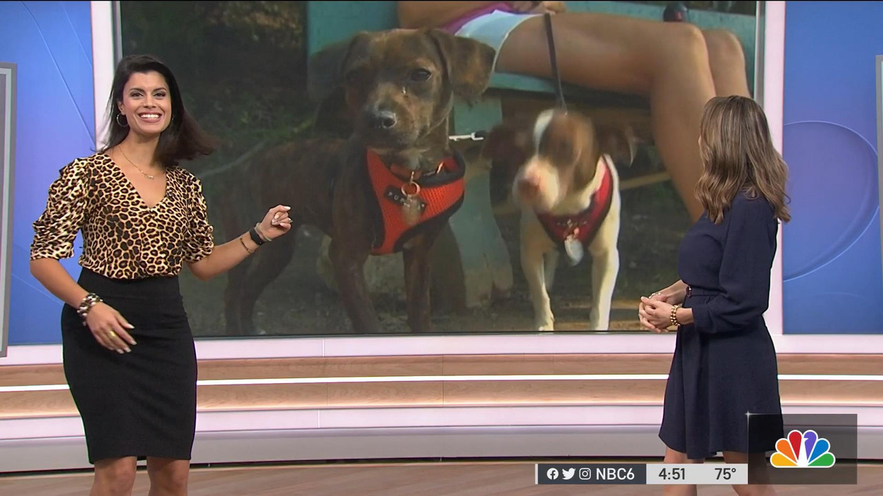 11.30 - 21.00.00 - NBC 6 South Florida News at 4pm. Local news, sport....ts_snapshot_00.52.45_[2021.