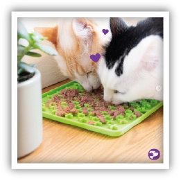 Site-Web-vignette-Instagram-43