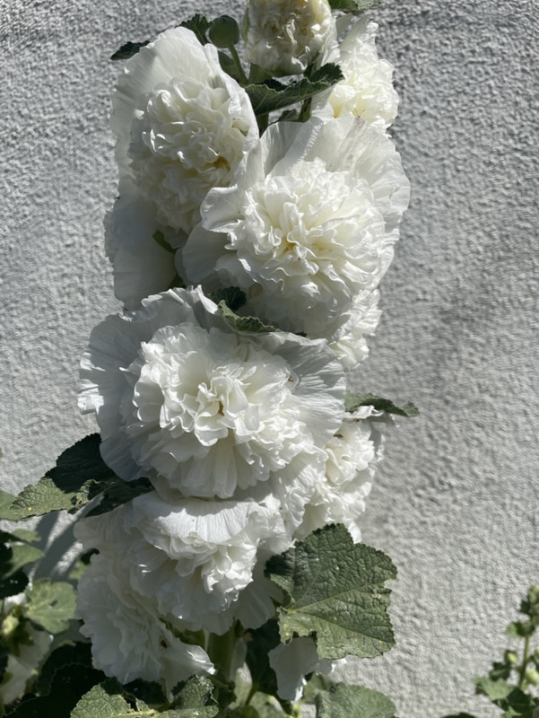 19077912-C065-45B6-8F50-D9EB5D95FFB1_1_105_c