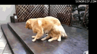 dogs-magic-trick.gif