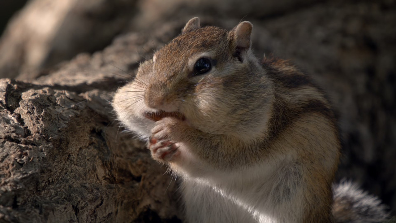 Japan Earth's Enchanted Islands (2015) - S01E01 - Honshu (1080p 