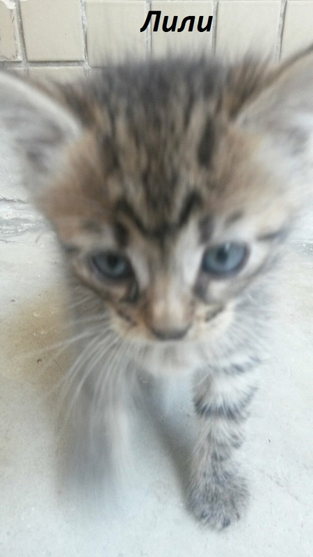 лили