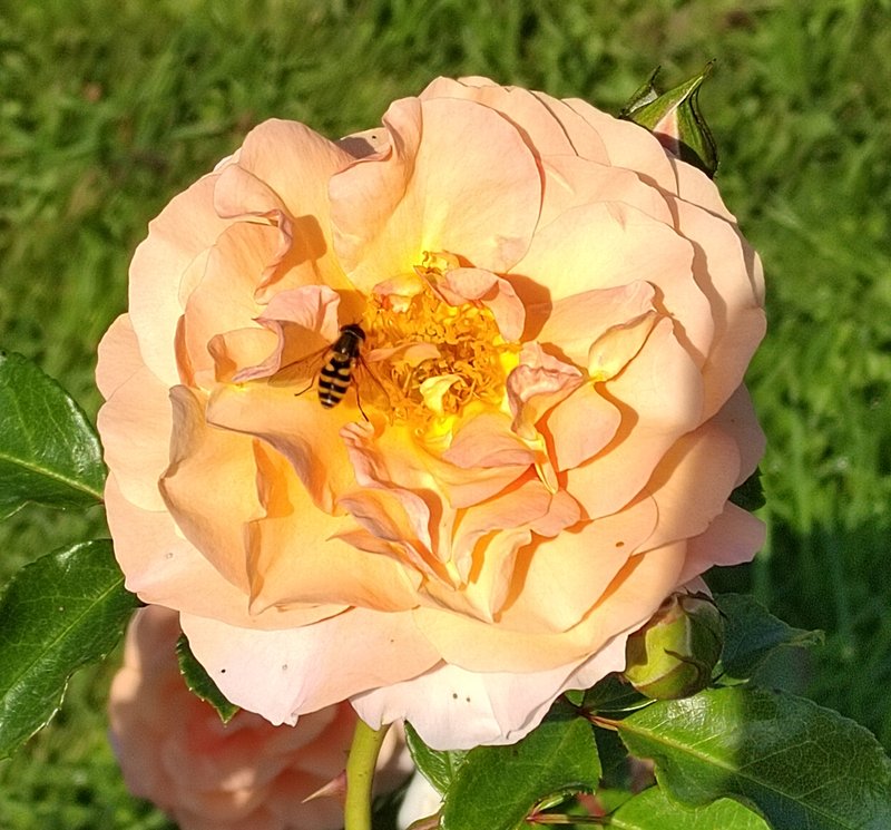 https://i.postimg.cc/bvY0Lbc3/064-IMG-20240918-121956-edit-282249266768214.jpg