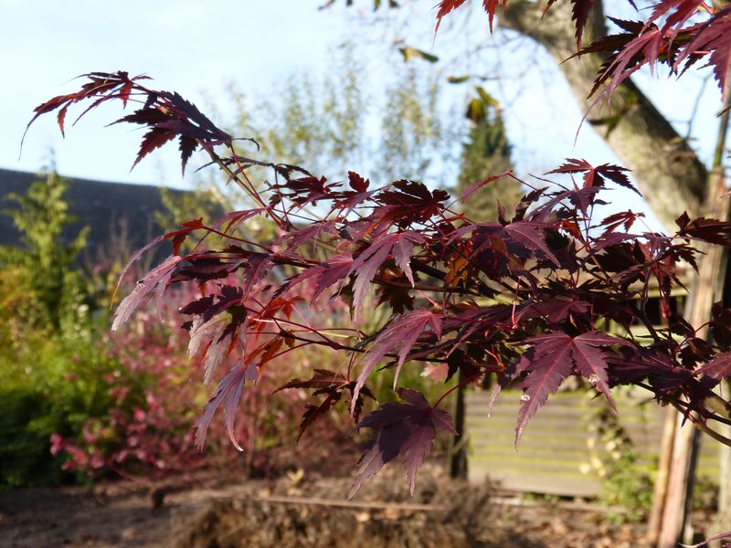 2014-11-02 Herbstärber 3 - Acer palmatum 2